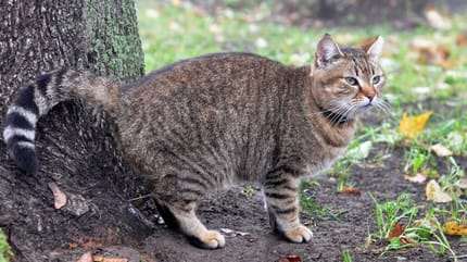 Grey cat peeing by a tree