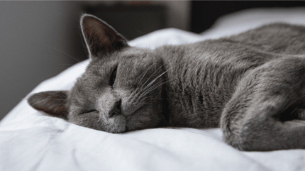 Grey cat sleeping