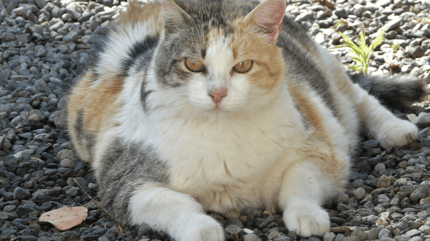 White grey and brown fat cat