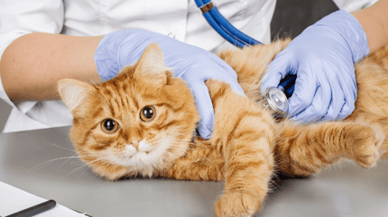 Ginger cat at the vet