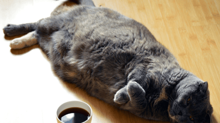 Grey cat on  the floor