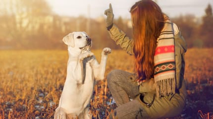 lenguaje corporal canino