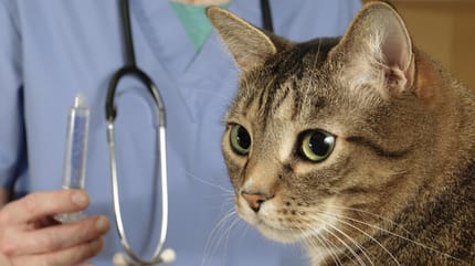 Katze beim Tierarzt