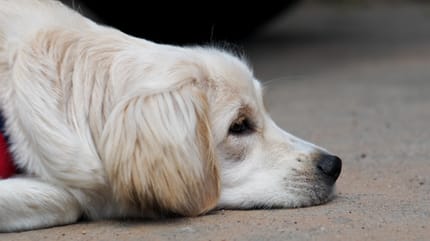Hund liegt unzufrieden auf dem Boden