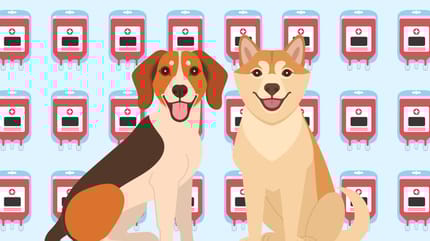 Comic Hunde vor Blutproben