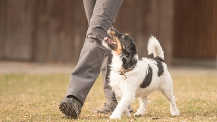 llevo años sin vacunar a mi perro