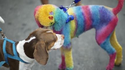 Zwei Hunde, einer mit bunt gefärbtem Fell