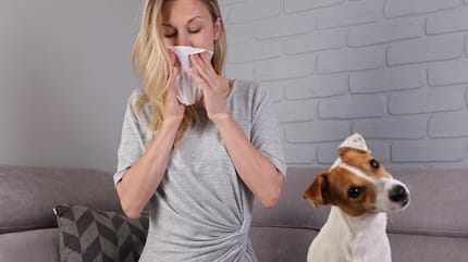 Alergia na psa