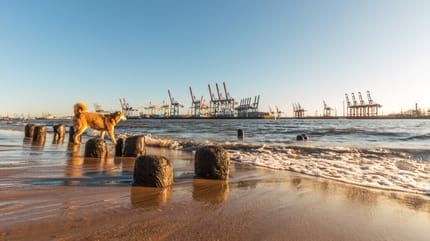 Hundesteuer Hamburg