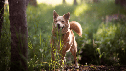 Brown dog in the forest