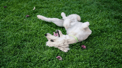 White dog rolling in the grass