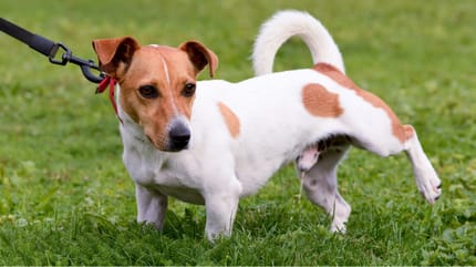 choroby prostaty u psa