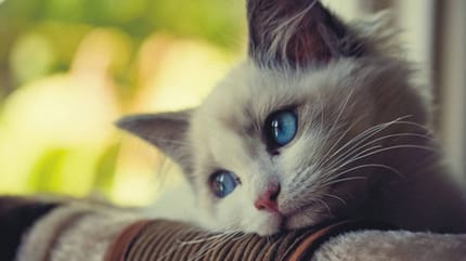 Katze allein lassen: Rothaarige Katze schaut einsam zum Fenster hinaus