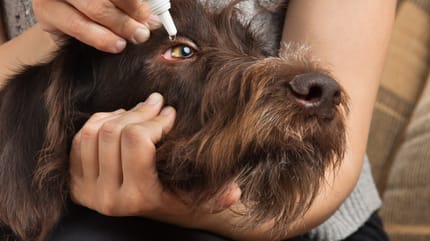 zapalenie trzeciej powieki