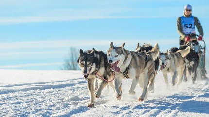 Hunde ziehen Schlitten im Schnee