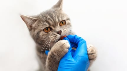 Katze bekommt Pille vom Tierarzt zum Entwurmen