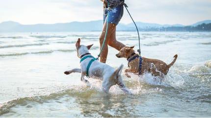 Zwei Hunde mit Herrchen im Wasser am Strand