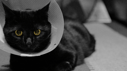 gatto-nero-con-collare-elisabettiano