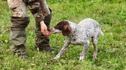 Trüffelhund bei Suche