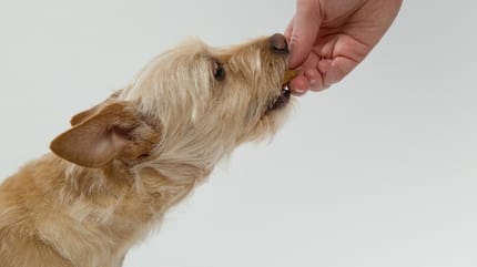 cane che mangia un dolcetto per cani