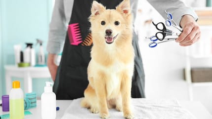 Aprende a cortar el pelo a un perro
