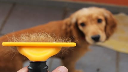 Cepillo para perros de pelo corto
