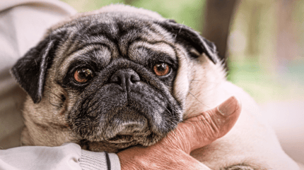 Old pug dog