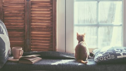 Darf der Vermieter eine Katze verbieten?