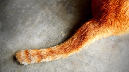 Katzenschwanz Bedeutung