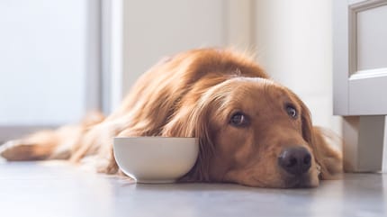 mi perro no bebe agua