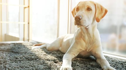 arenero para perros