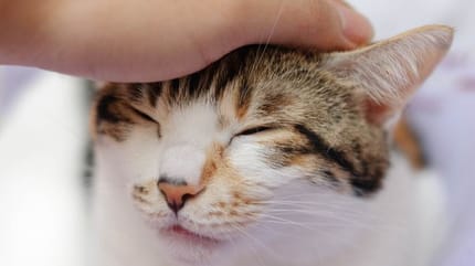 como saber si un gato es sordo