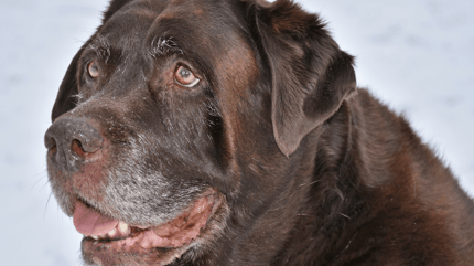 cane-marrone-anziano-con-diarrea-boccheggia