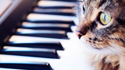 ruidos que molestan a los gatos