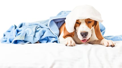 Sehr kranker Hund hustet