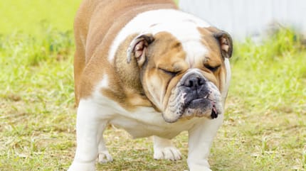Hund Verstopfung