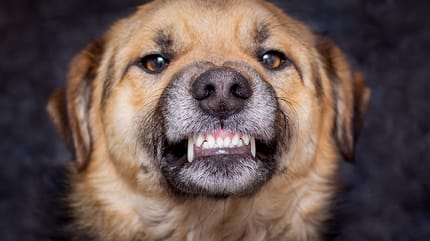 seguro para perro ppp