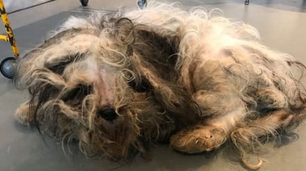 Als sie das Fell scheren, kommt die Wahrheit ans Licht