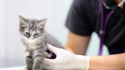 Grey kitten at the vet