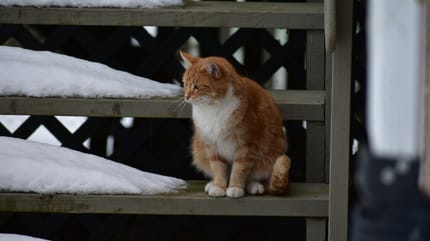Müde wirkende Katze im Schnee
