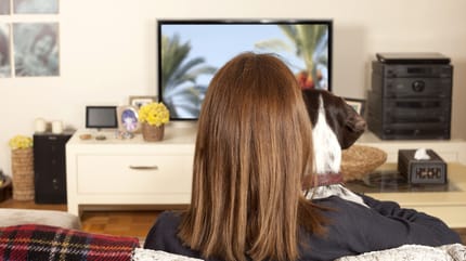 pies ogląda telewizję