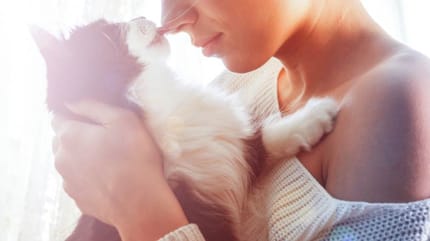 Gatos que no dan alergia