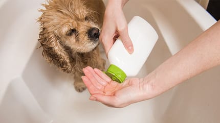 Baño en seco para perros