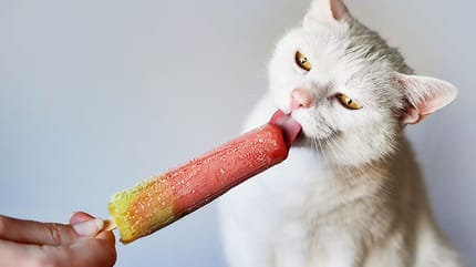¿Se puede dar helado a un gato?