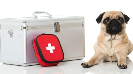 Hund mit erste Hilfe Kit