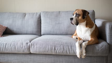 Boxer Mix