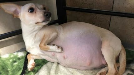 Die trächtige Chihuahua-Hündin LOL