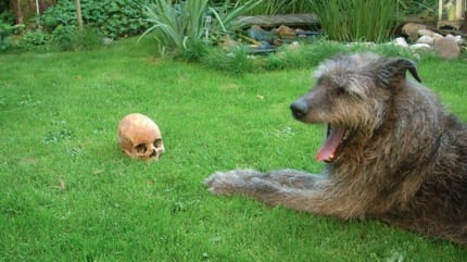 Deutschlands erster Archeo-Dog