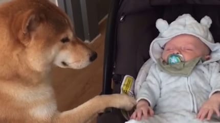 Pies kołyszący dziecko.