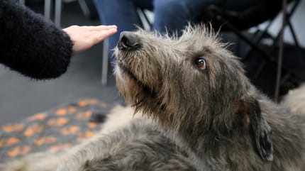 Hund schnüffelt an Hand